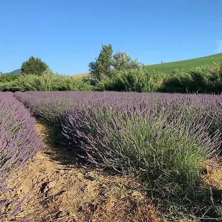 Vacanze Sulle Colline Toscane Ad Un Passo Dal Mare Apartment Orciano Pisano